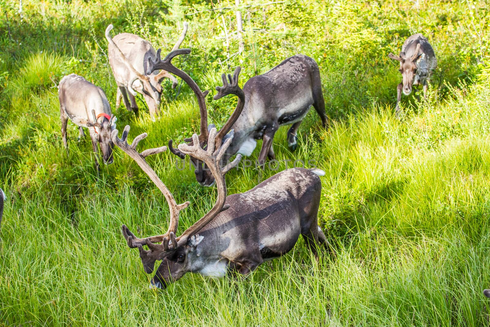 Reindeers in northern FInland, northern of the polar circle (Inari)