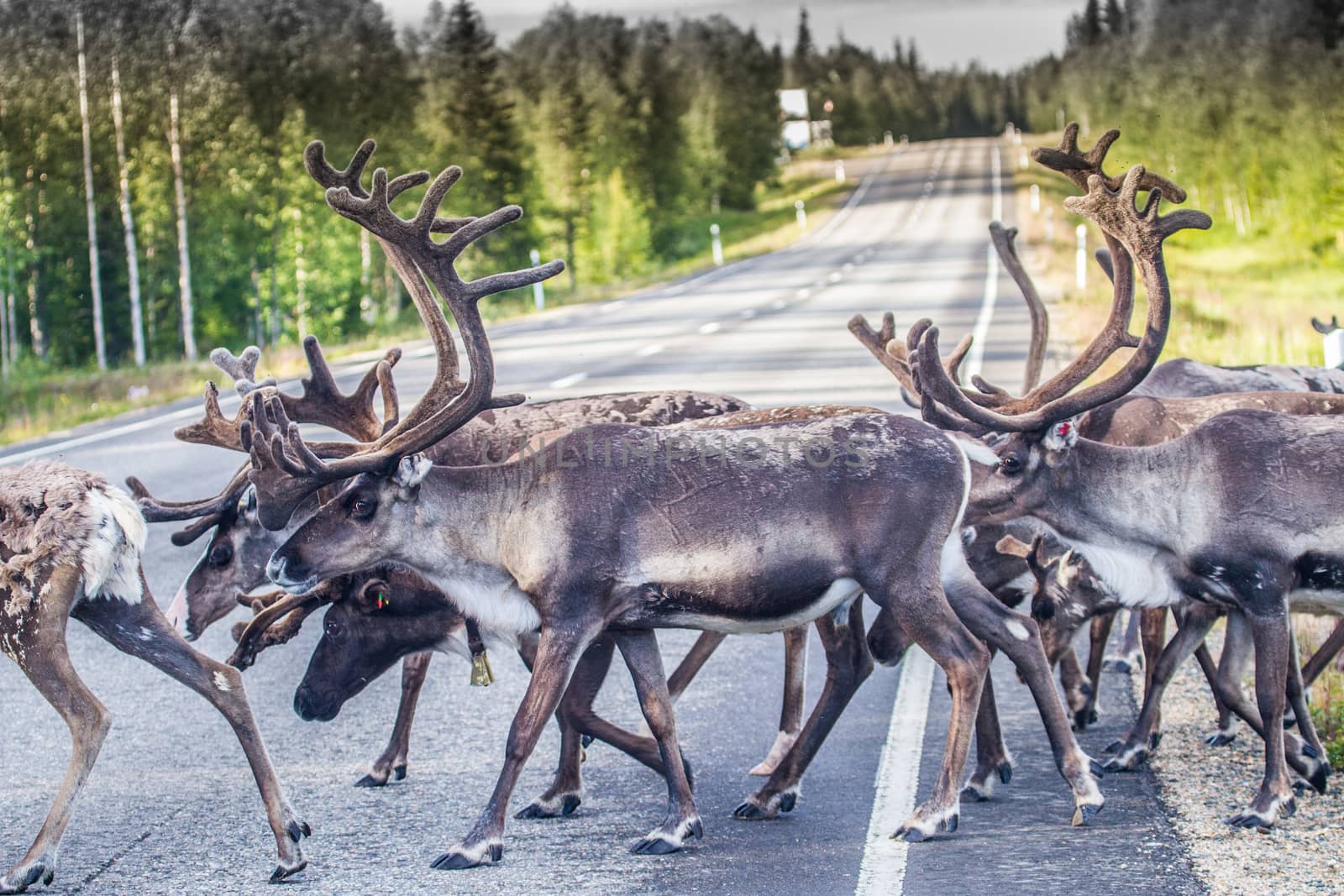 Reindeers in northern FInland, northern of the polar circle (Inari)