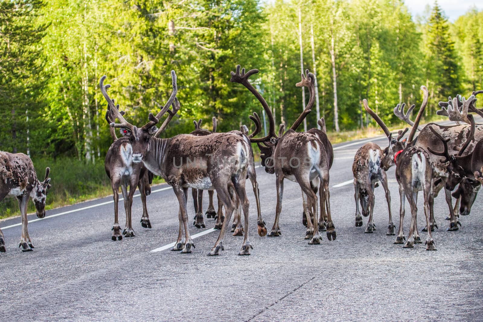 Reindeers in northern FInland, northern of the polar circle (Inari)