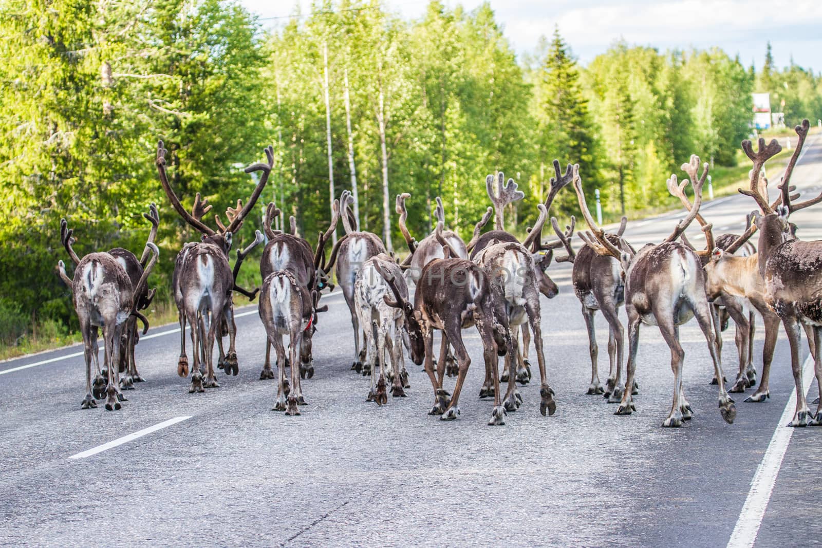 Reindeers in northern FInland, northern of the polar circle (Inari)