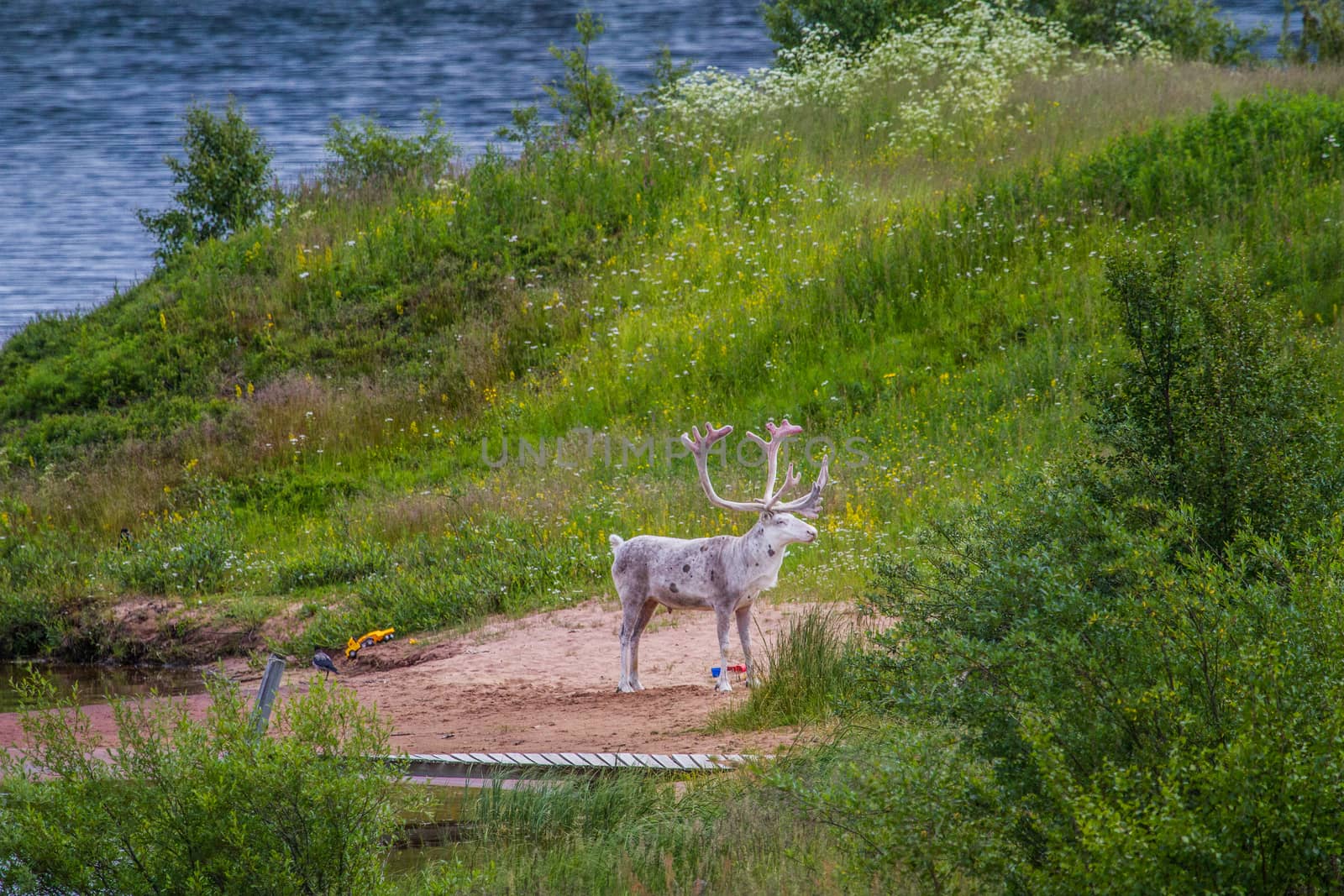 Reindeers in northern FInland, northern of the polar circle (Inari)