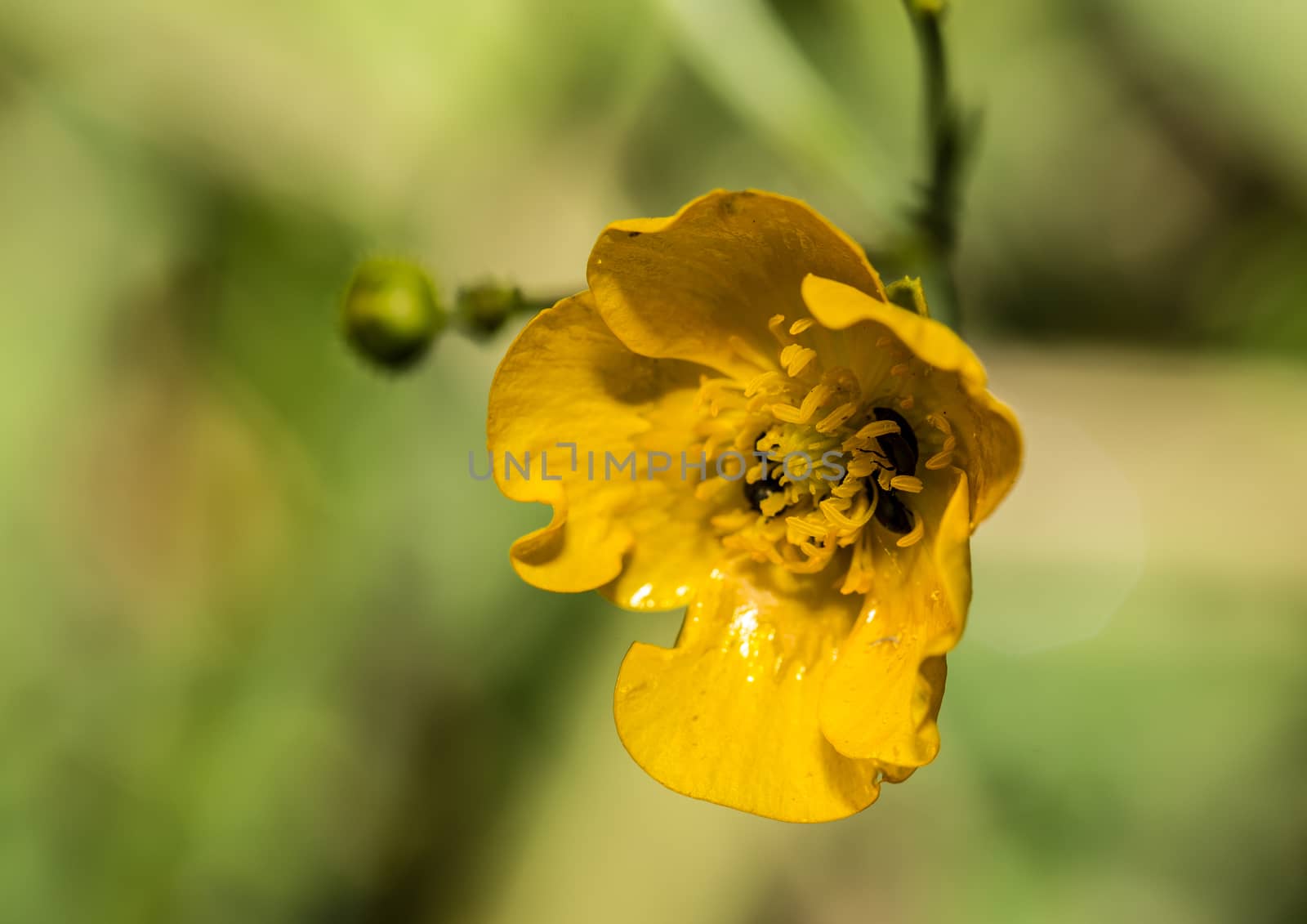 Picture of a insect with an 1:1 macro lens