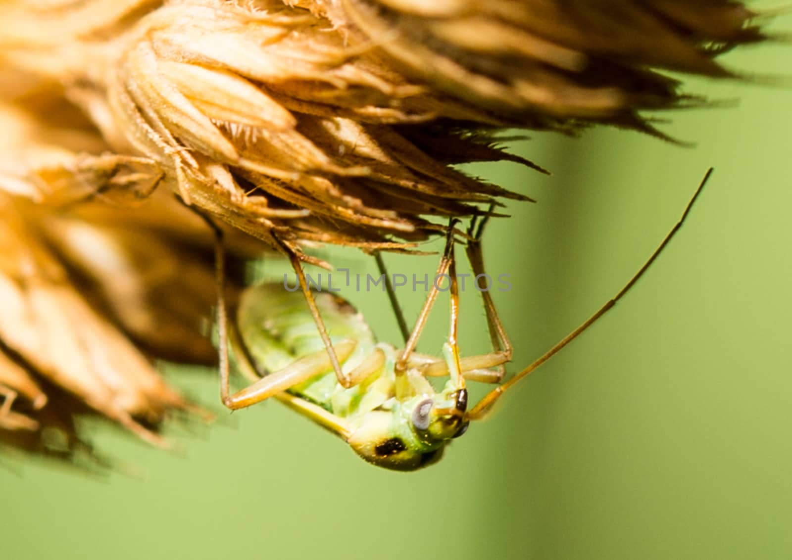 Picture of a insect with an 1:1 macro lens