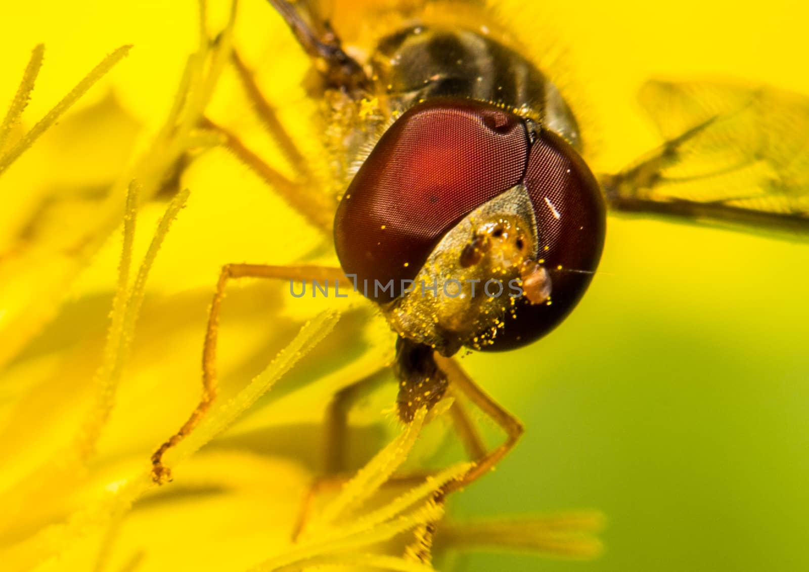 Picture of a insect with an 1:1 macro lens