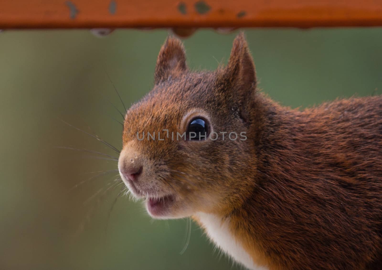 A young squirrel sitting on a balcony looking for food