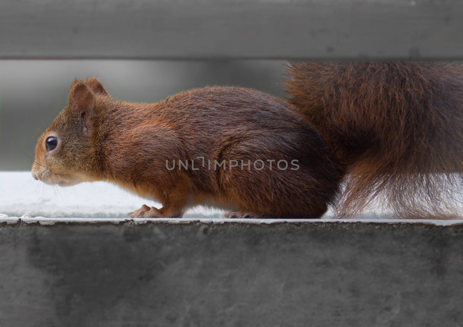 A young squirrel sitting on a balcony looking for food