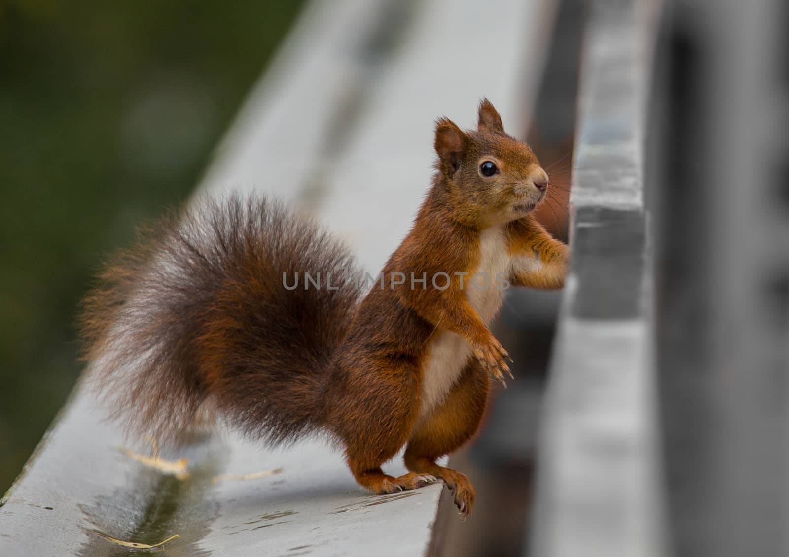 A young squirrel sitting on a balcony looking for food
