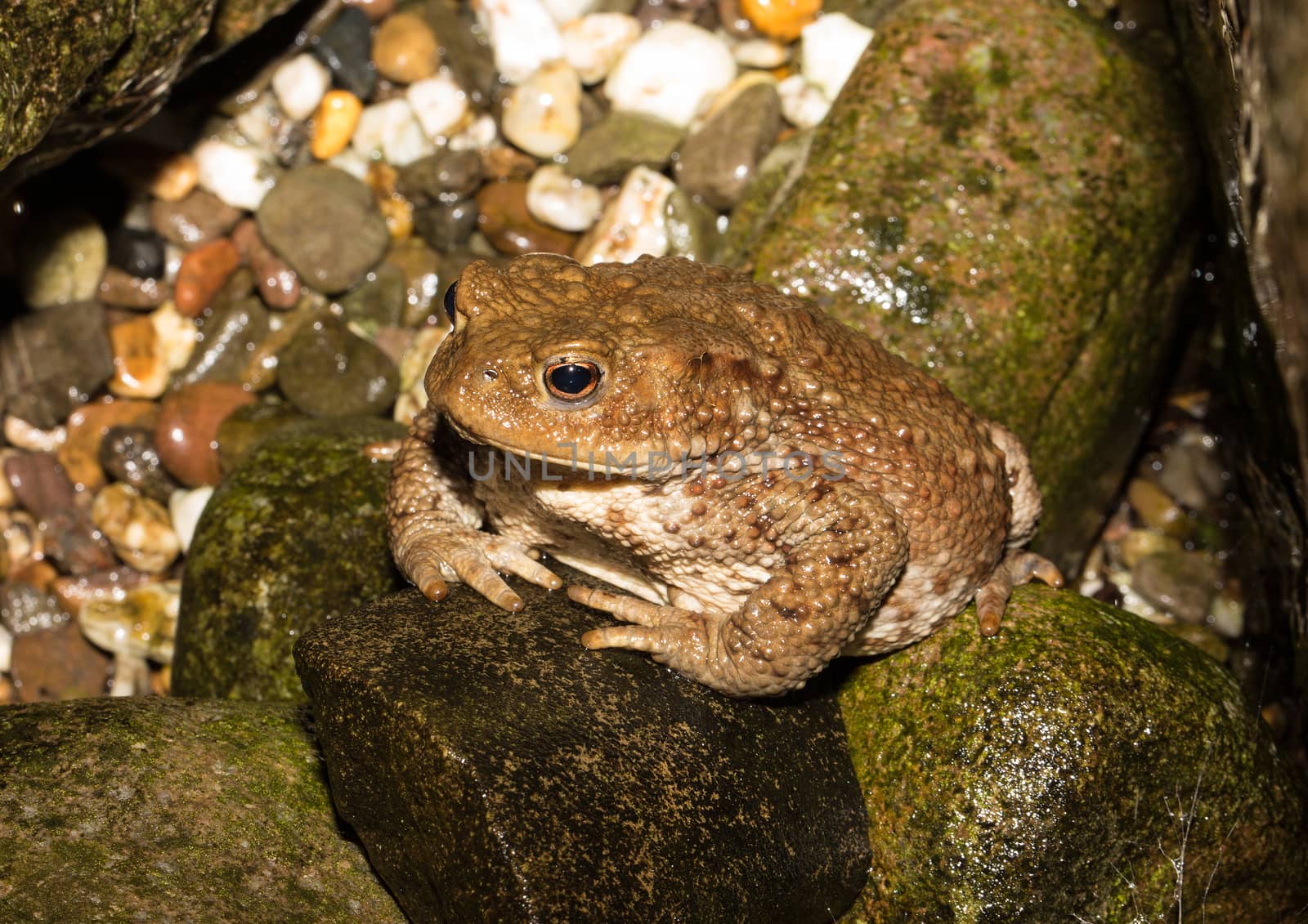 A toad looking very interested at asmall pond