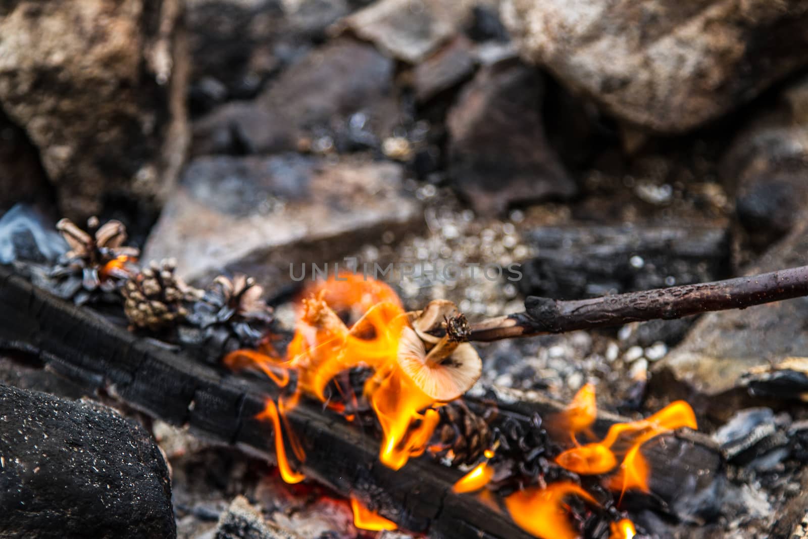 A campfire in the wilderness of north Finland