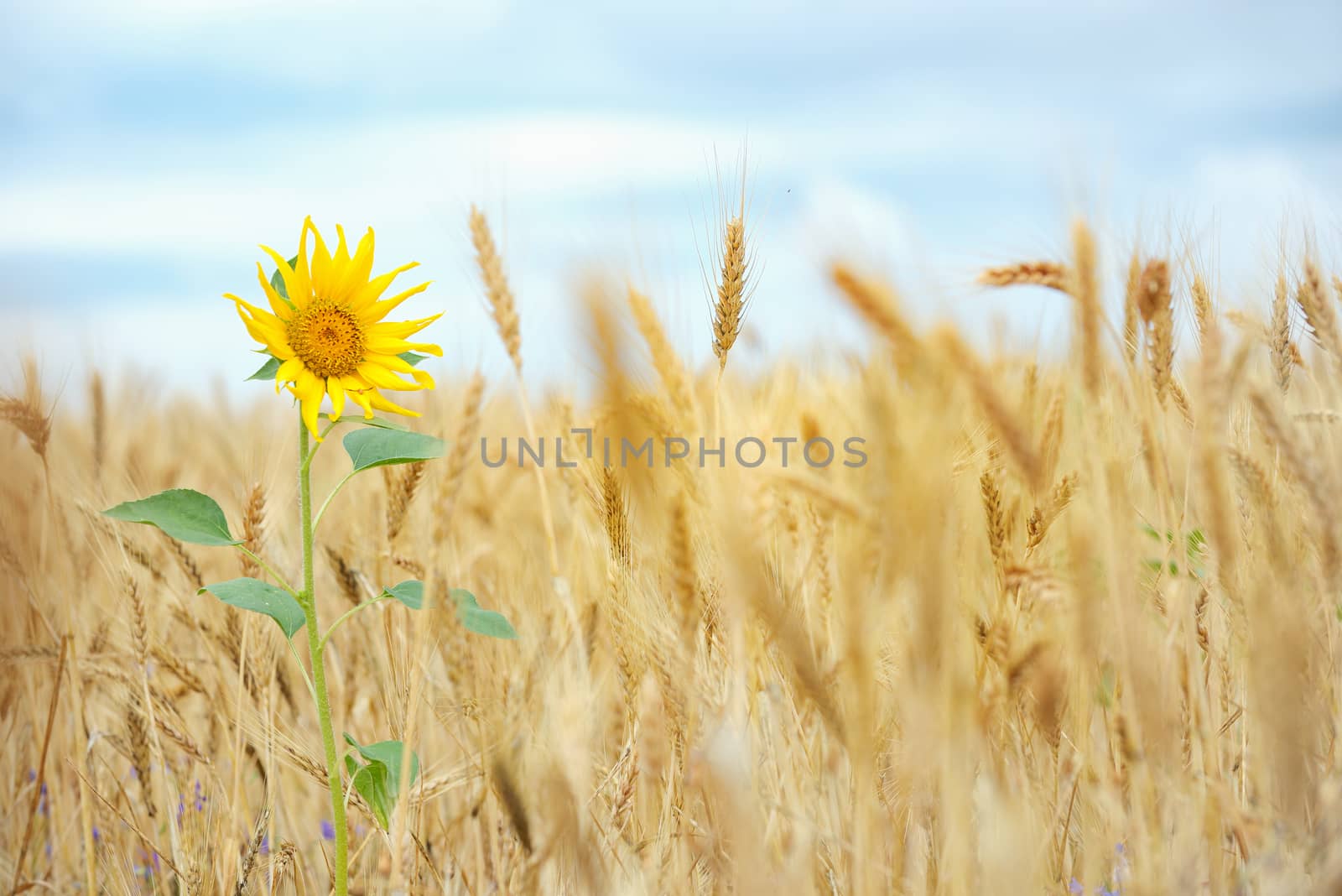 Sunflower isolated in wheat field and blue sky