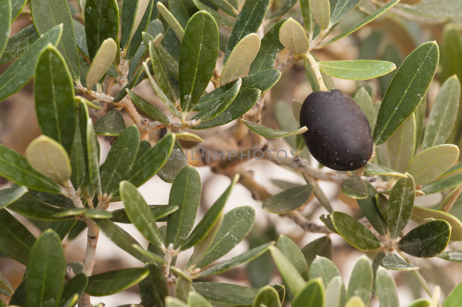 Detail of european olive tree with leaves and fruit, olea europea