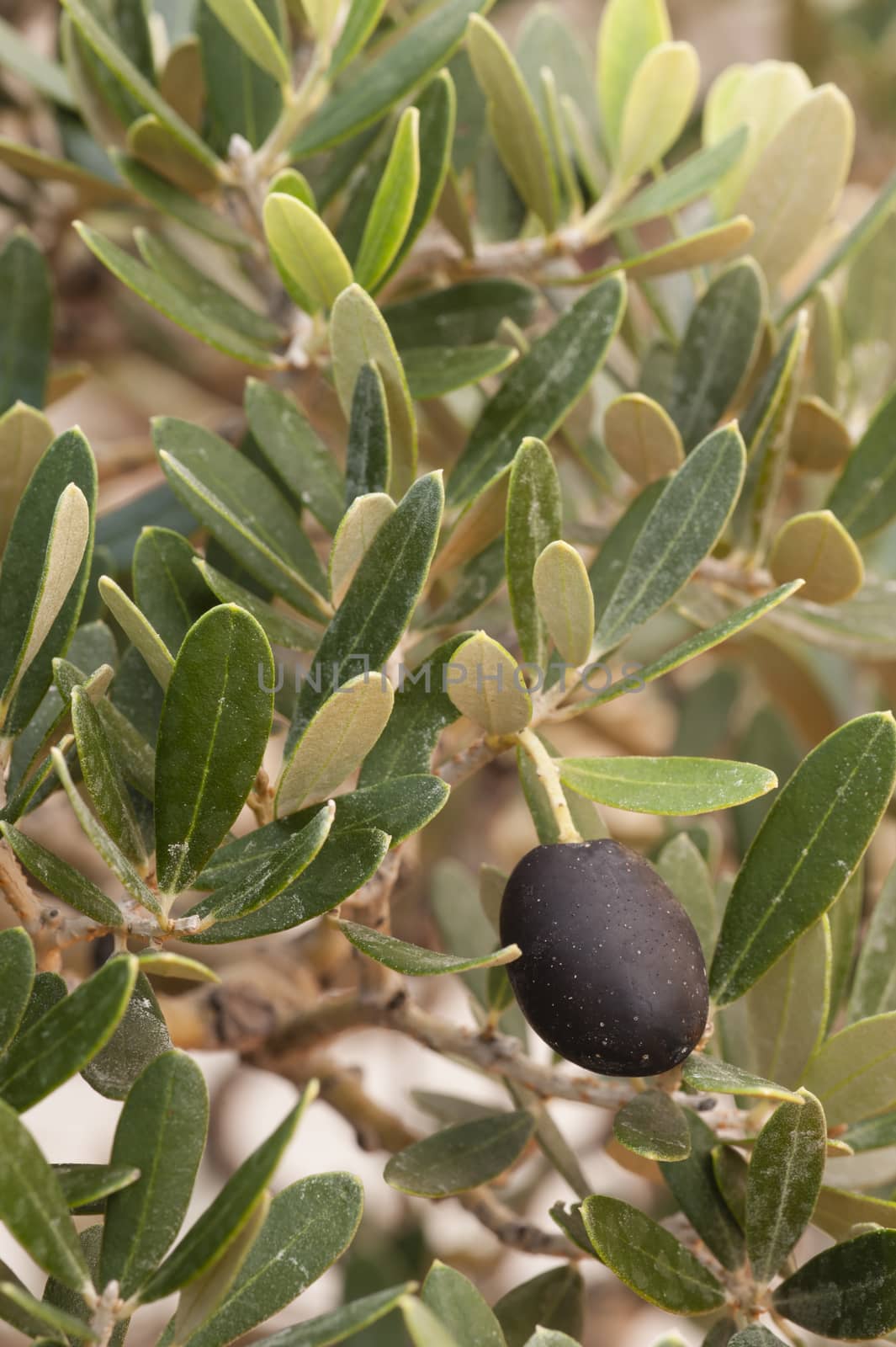 Detail of european olive tree with leaves and fruit, olea europea