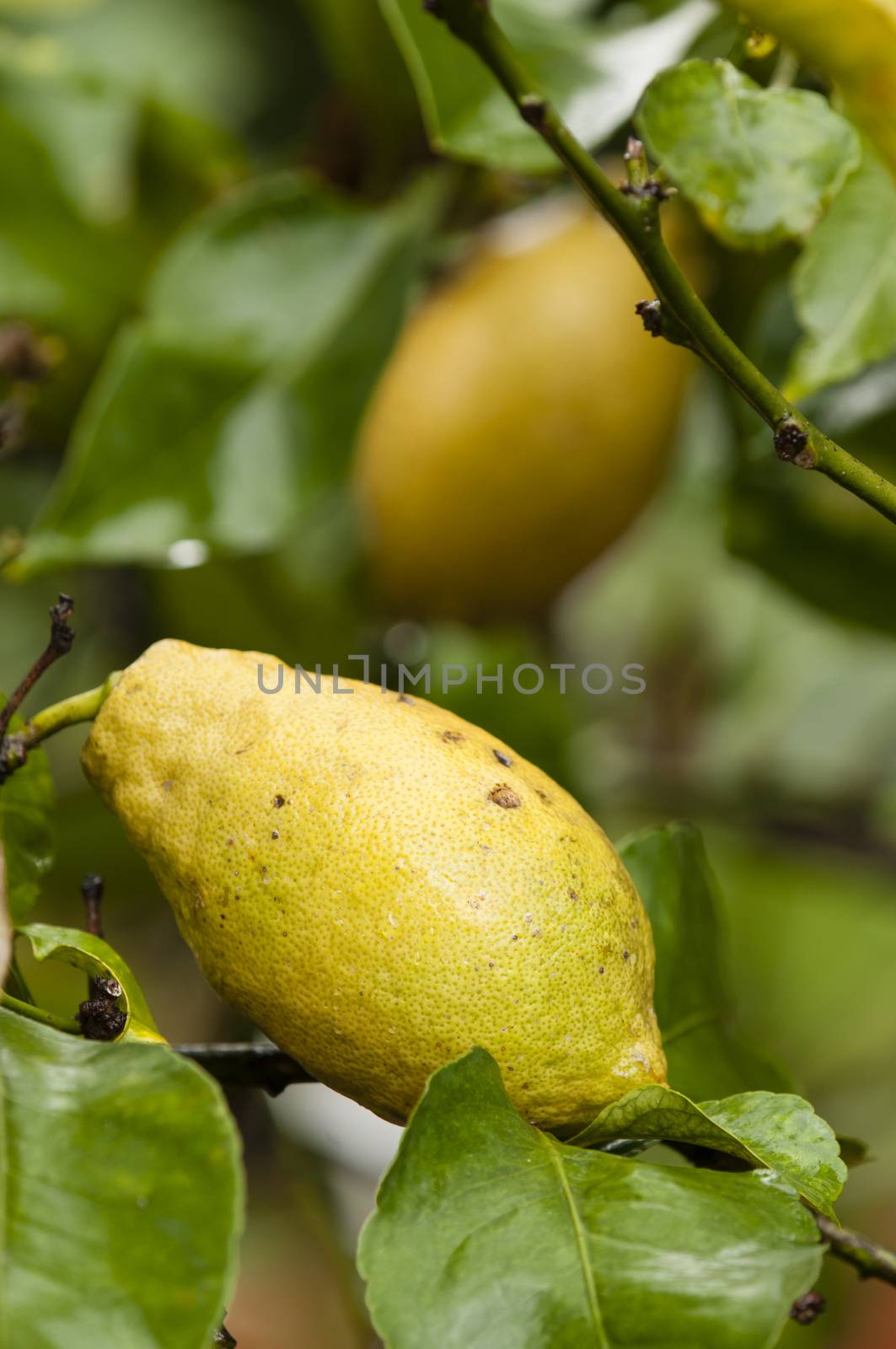 lemon fruits on tree by AlessandroZocc