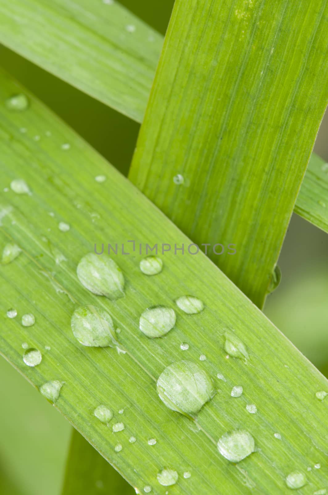 Close up of Dew drops on green blades of grass