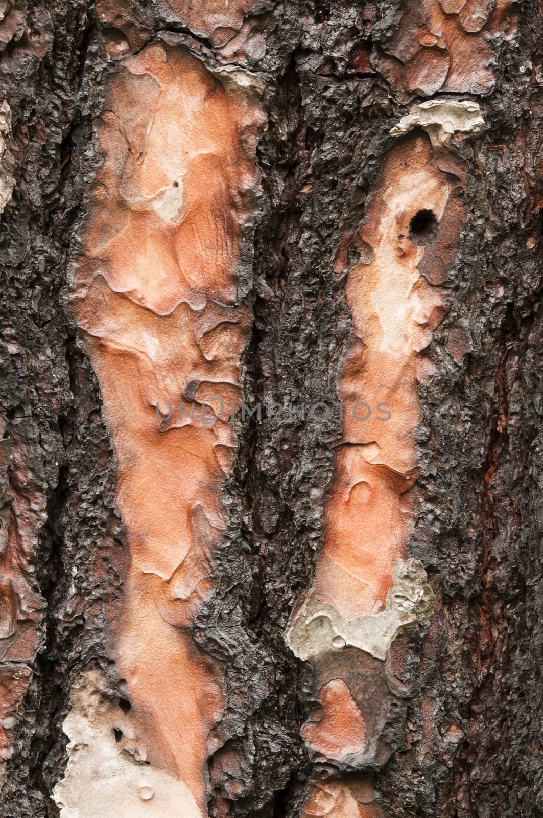 close up of trunk bark of pinus canariensis, evergreen tree native and endemic to the outer Canary Islands