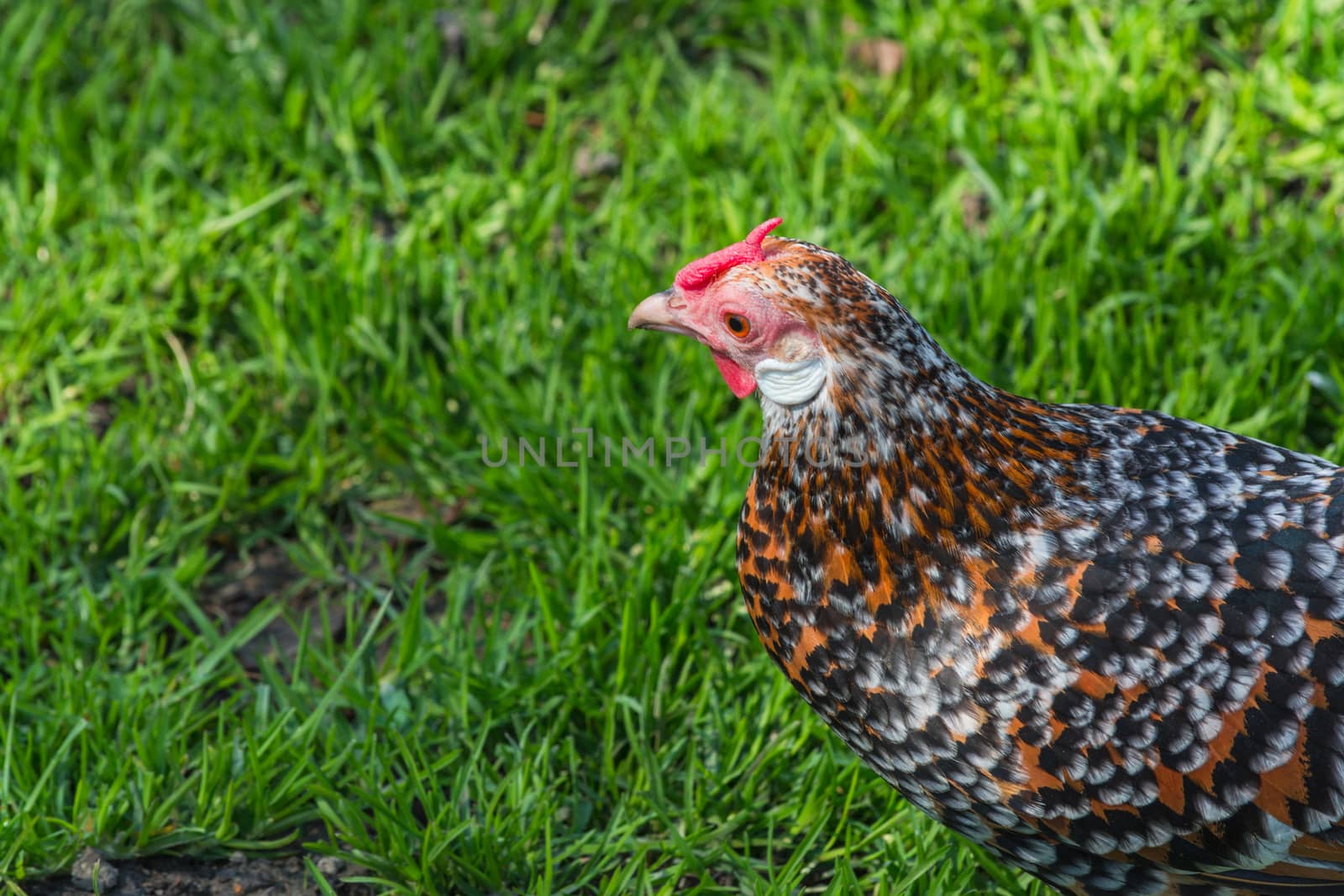 Free-range chickens foraging on a farm
