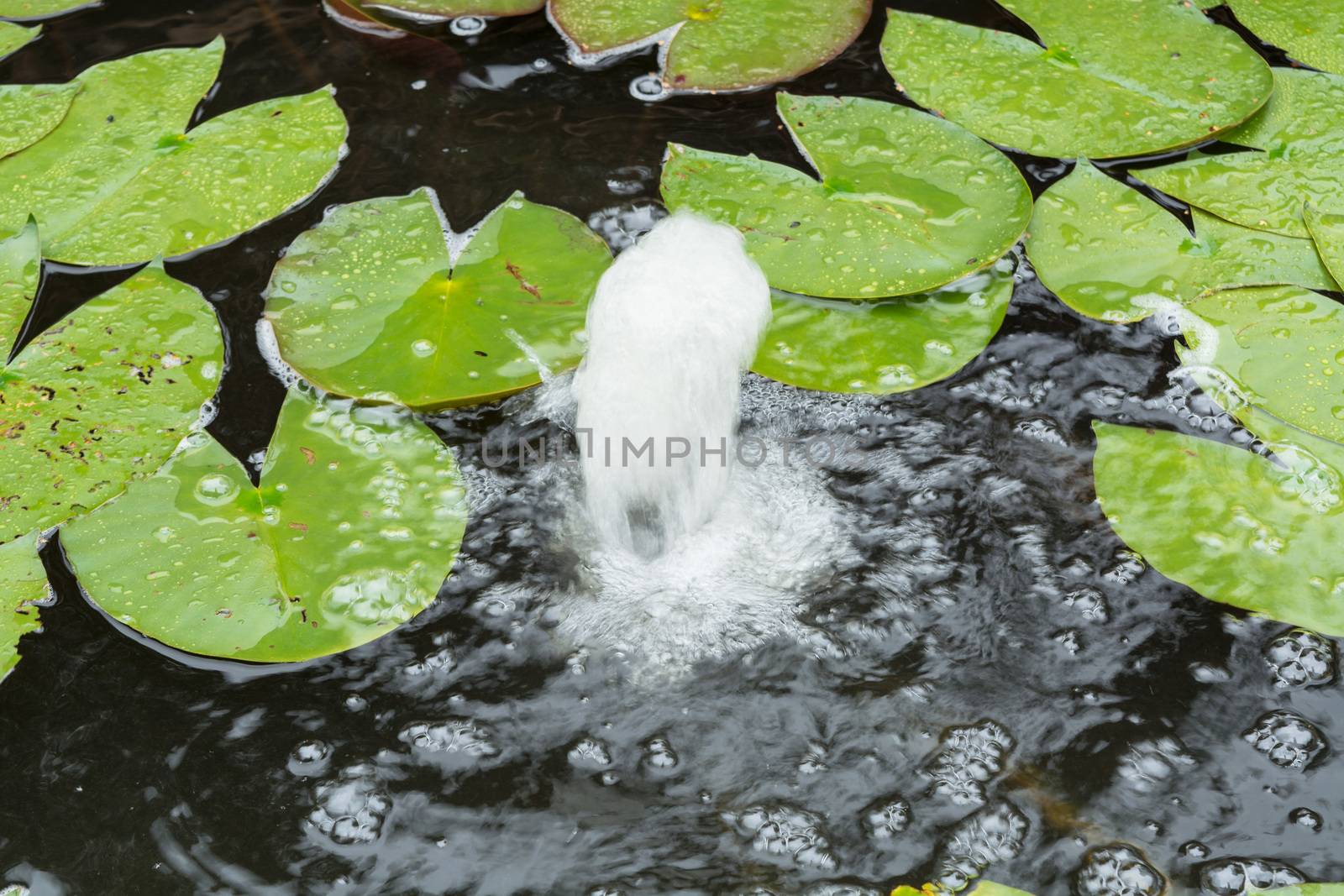 Pond with water fountain for additional supply of oxygen.