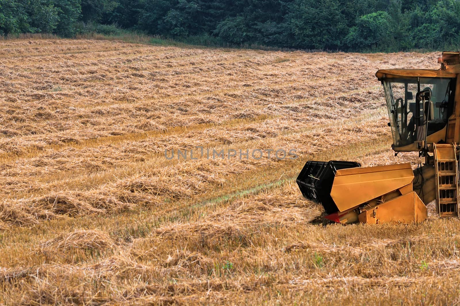 Combine harvester on a mowed cornfield by JFsPic