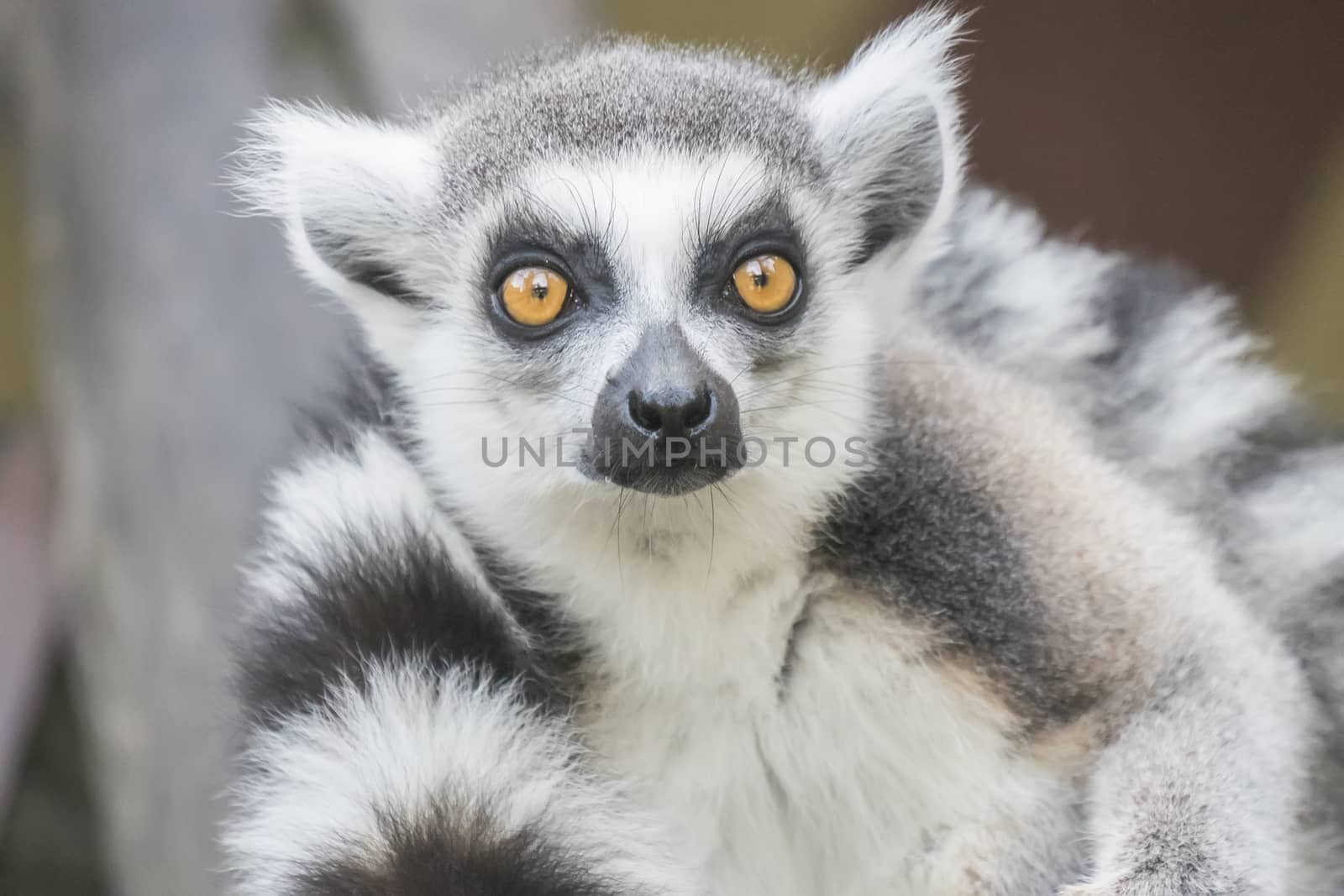 Lemur catta, Ring-tailed lemur by max8xam