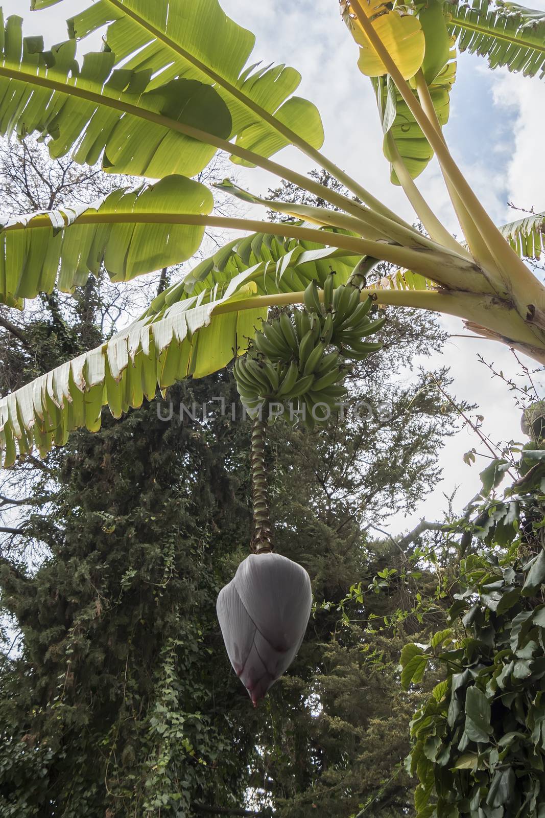 Banana tree with a big flower bud by max8xam