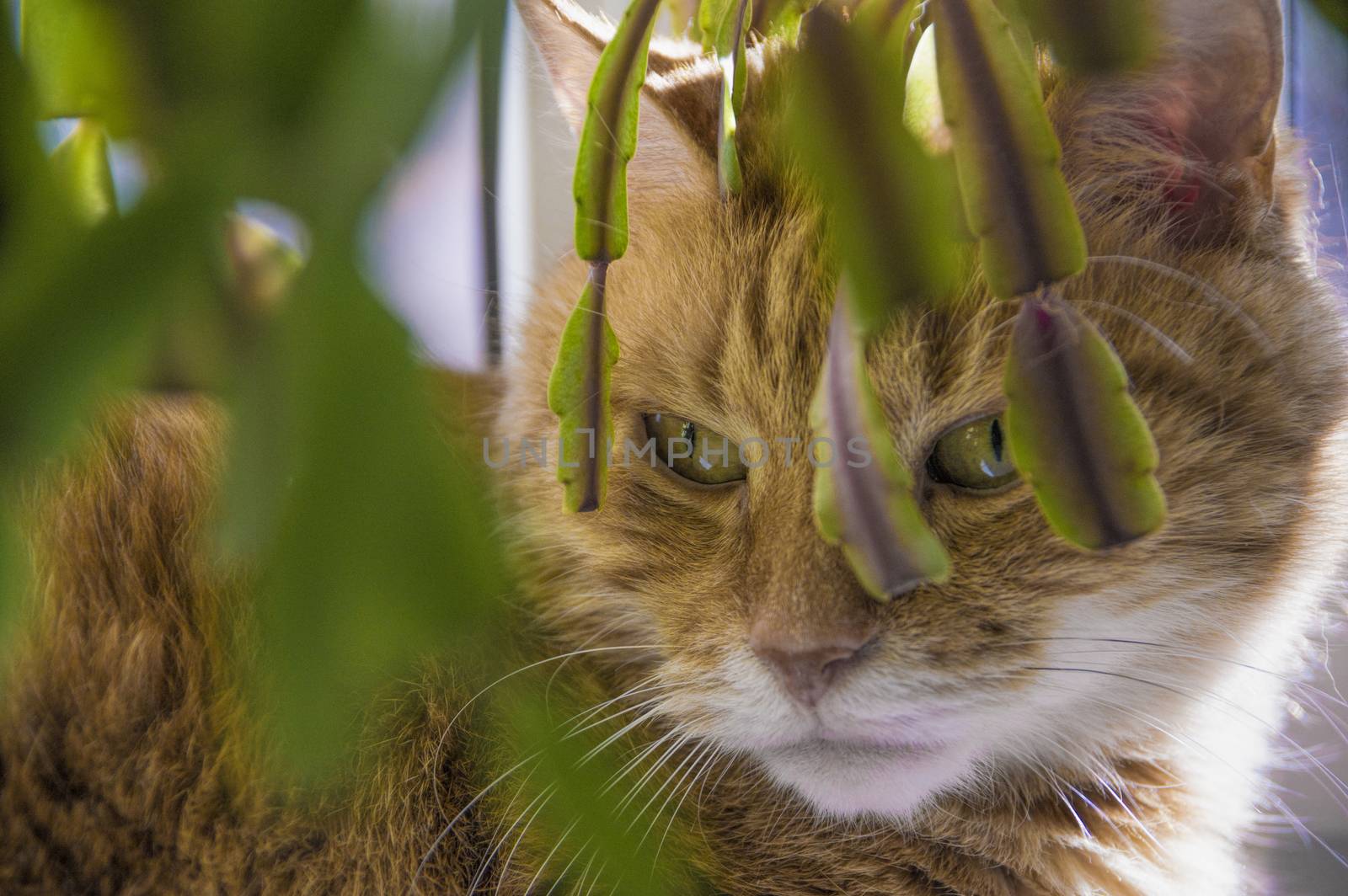 big red cat hiding behind a flower on the window sill close up