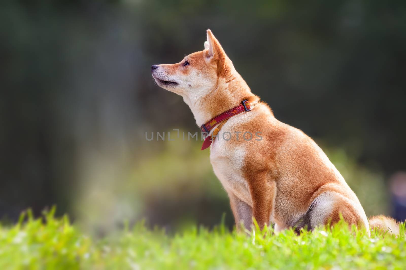 A young shiba inu sits in the park by supercat67