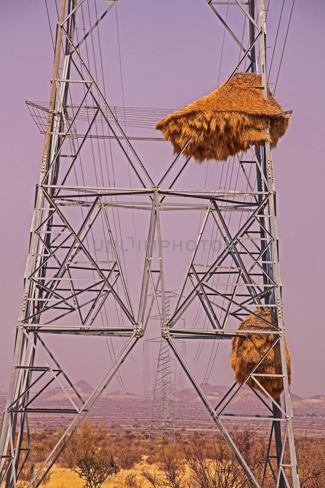 Electical pylon used for nesting purposes by Socialble Weavers (Phileairus socius) in Southern Namibia (IMG 4060)