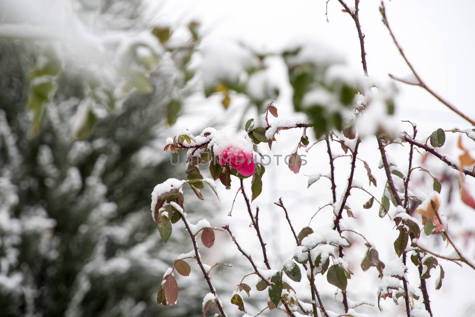 Flowers under white snow in winter closeup by elina_chernikova