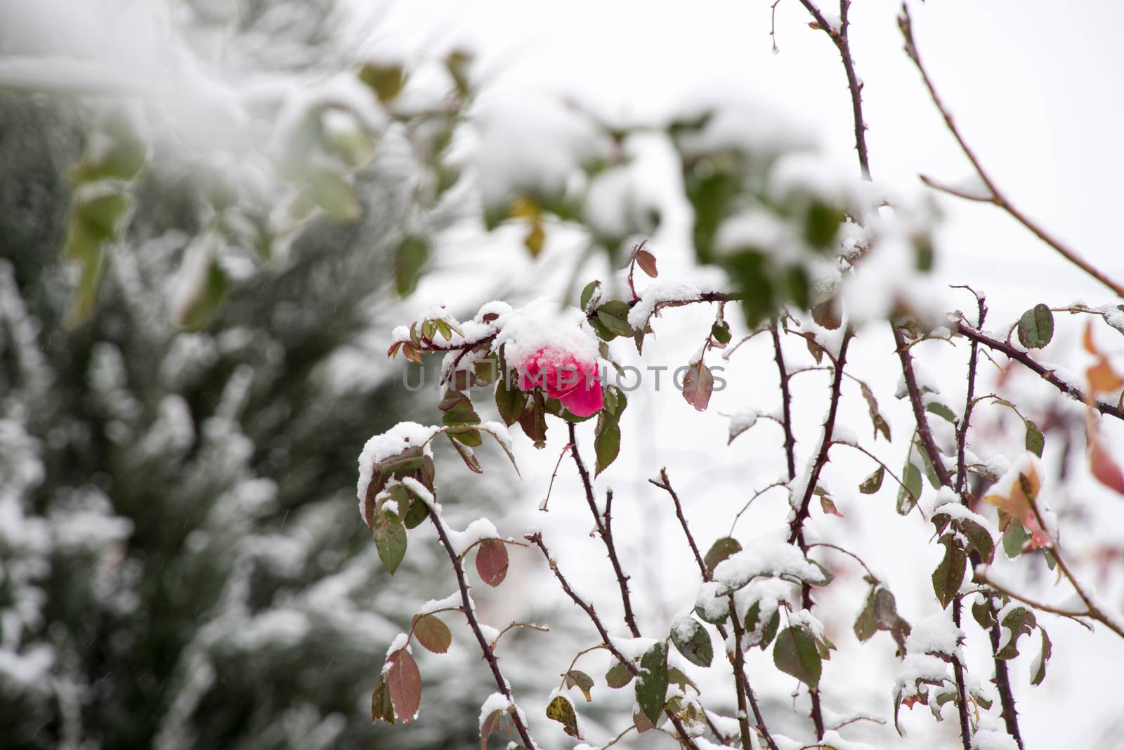 Flowers in the winter garden. Flower under snow.