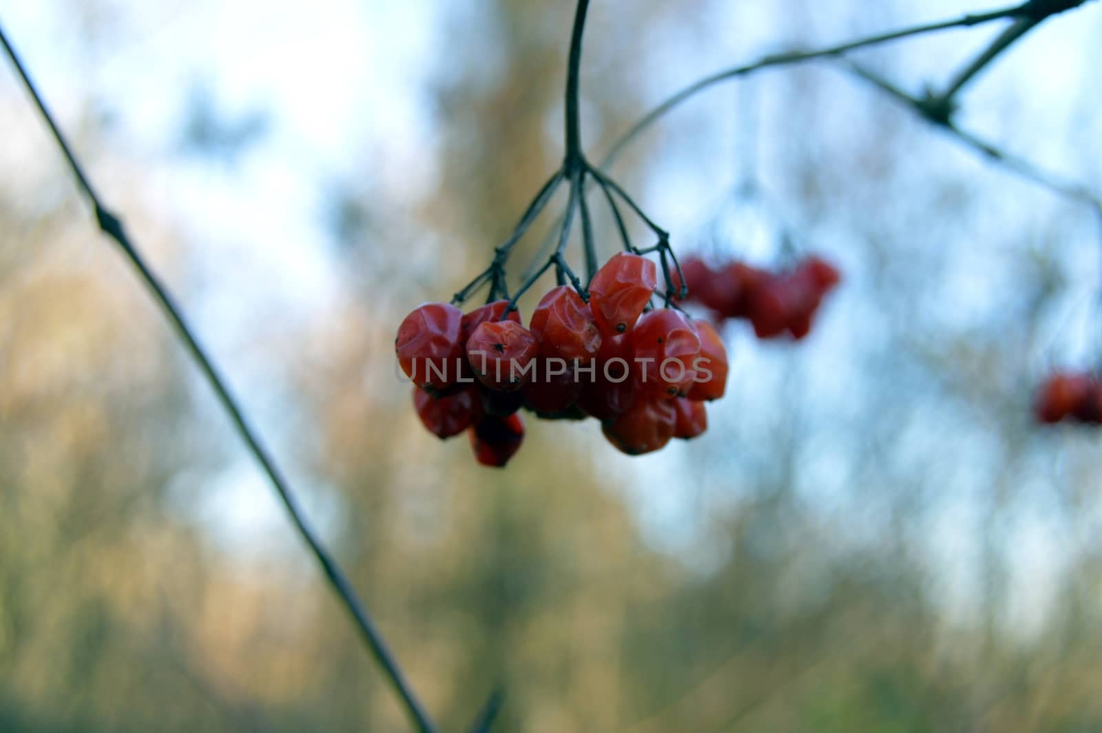 Bunch of small red berries on a blurred background