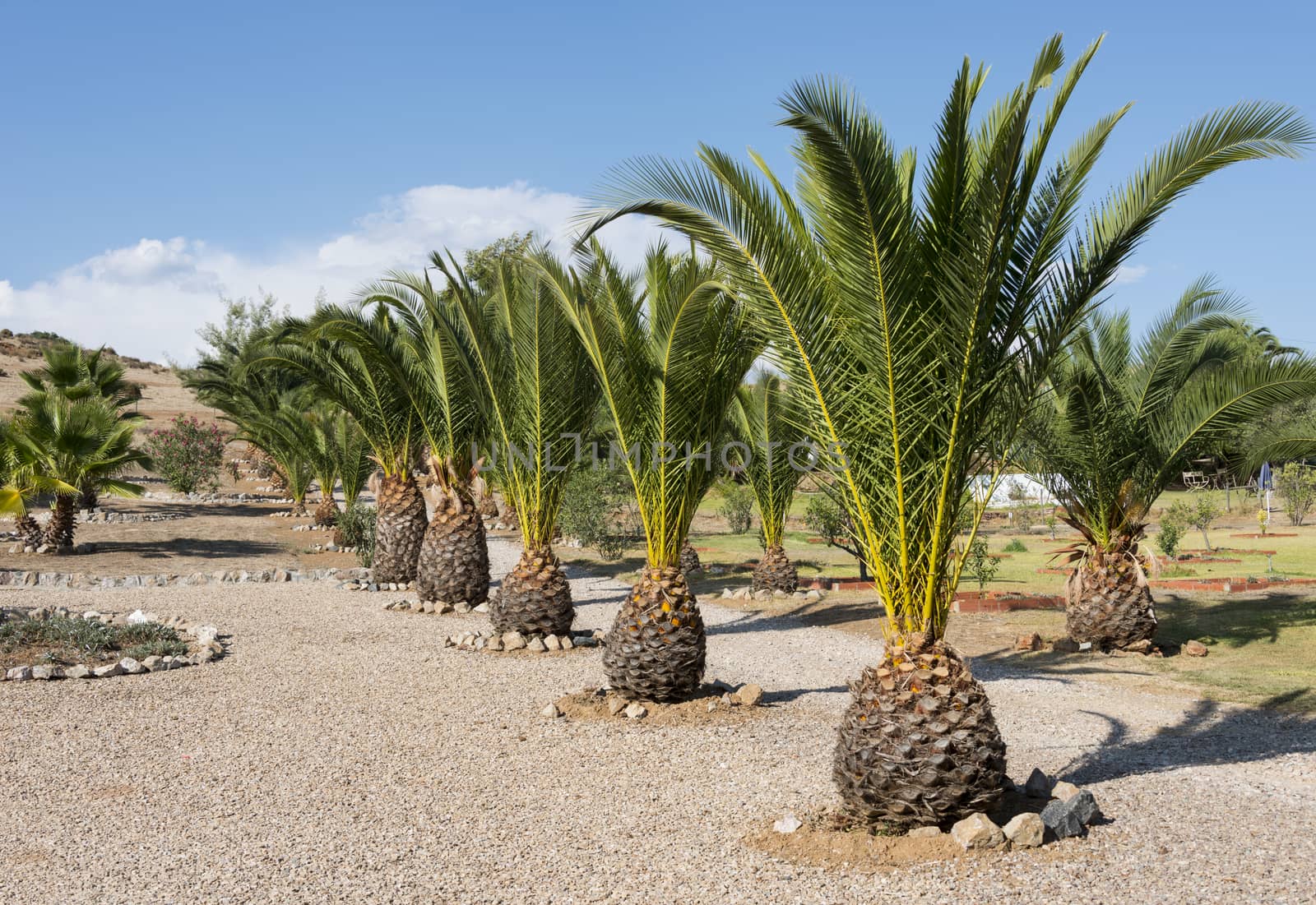row from palmtrees in Alentejo garden in Portugal
