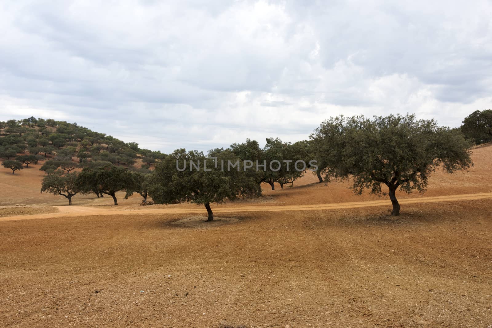 olive trees on golden brown land Alentejo Portugal