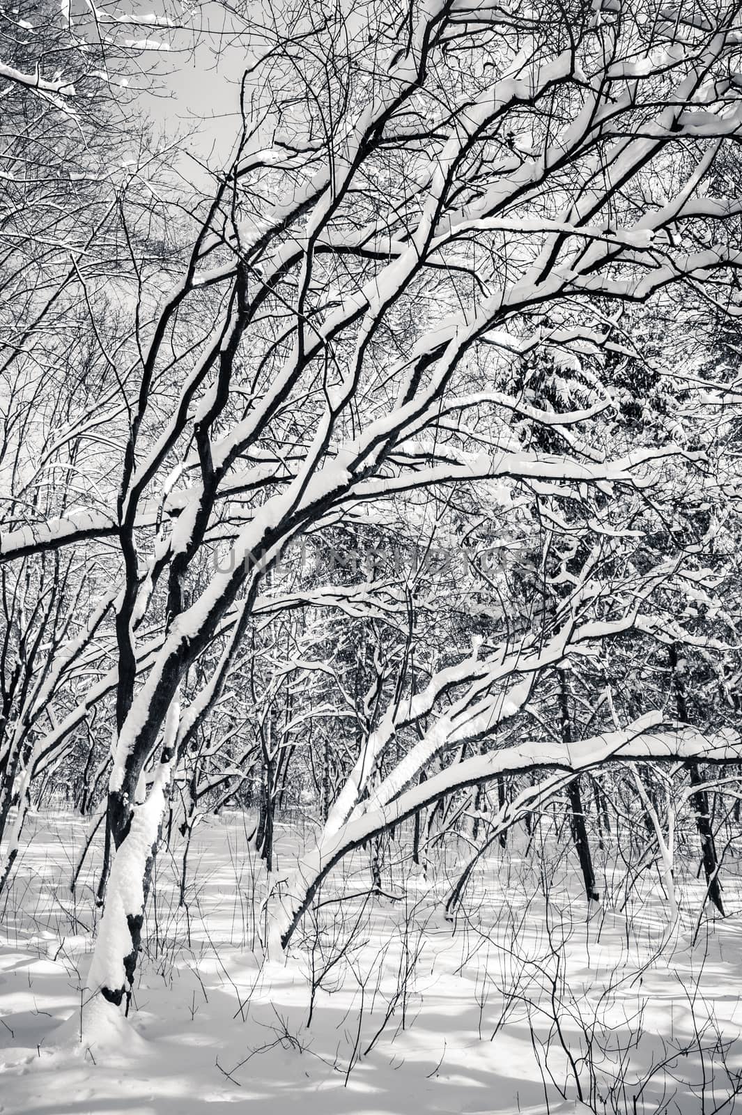 Black and white snow covered winter trees, blue sky at background