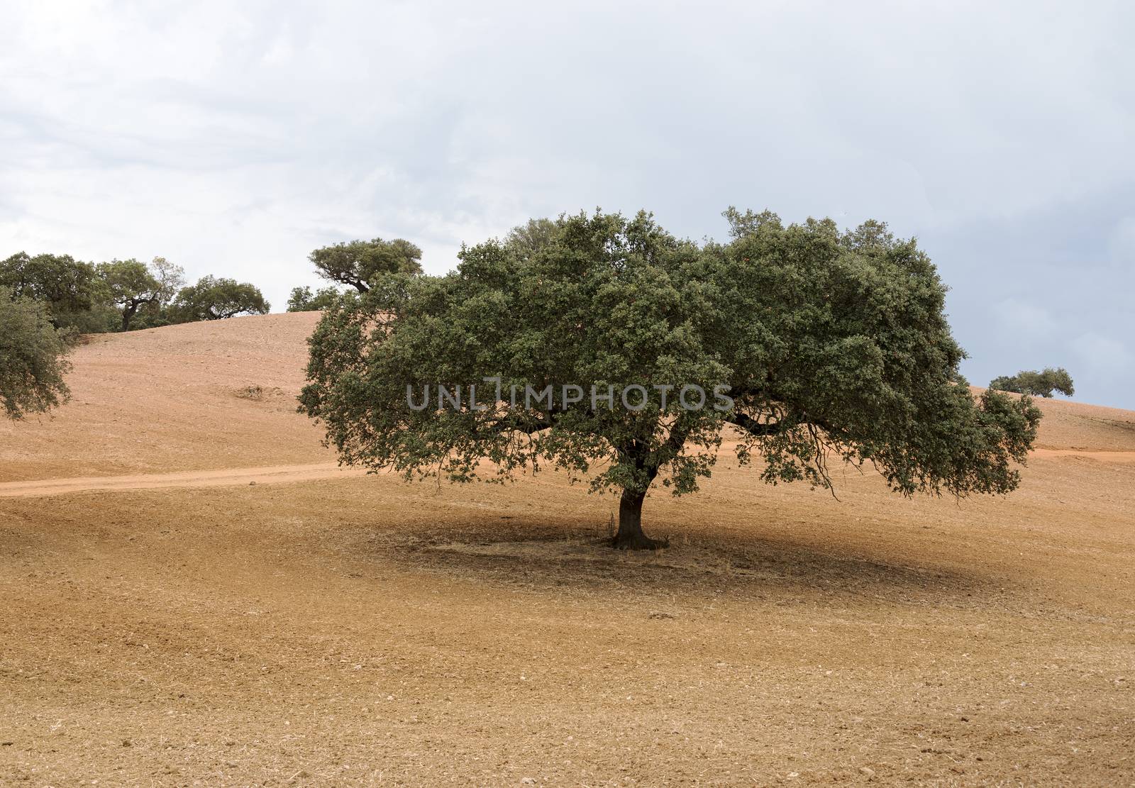 olive tree on golden brown land Alentejo Portugal