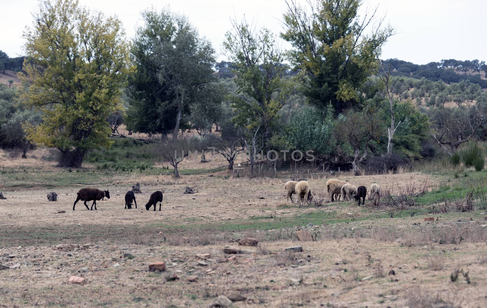 sheep and goats on farmland Portugal
