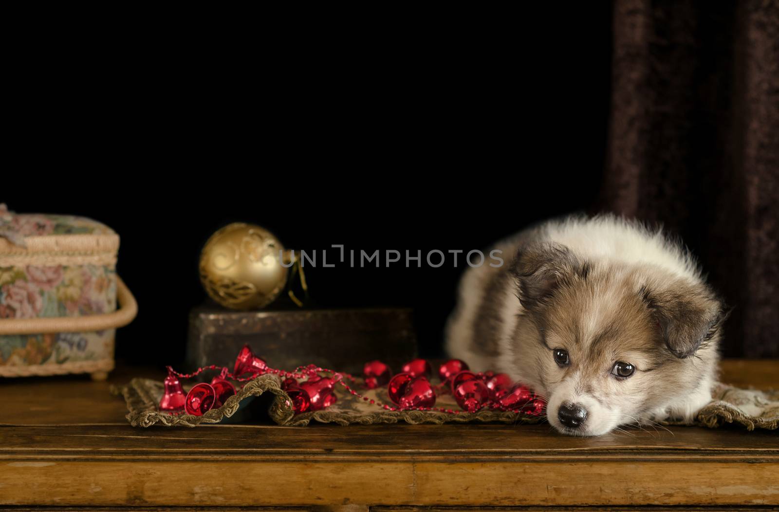 Little puppy plays with Christmas decorations, lying on an antique dresser. by Gaina