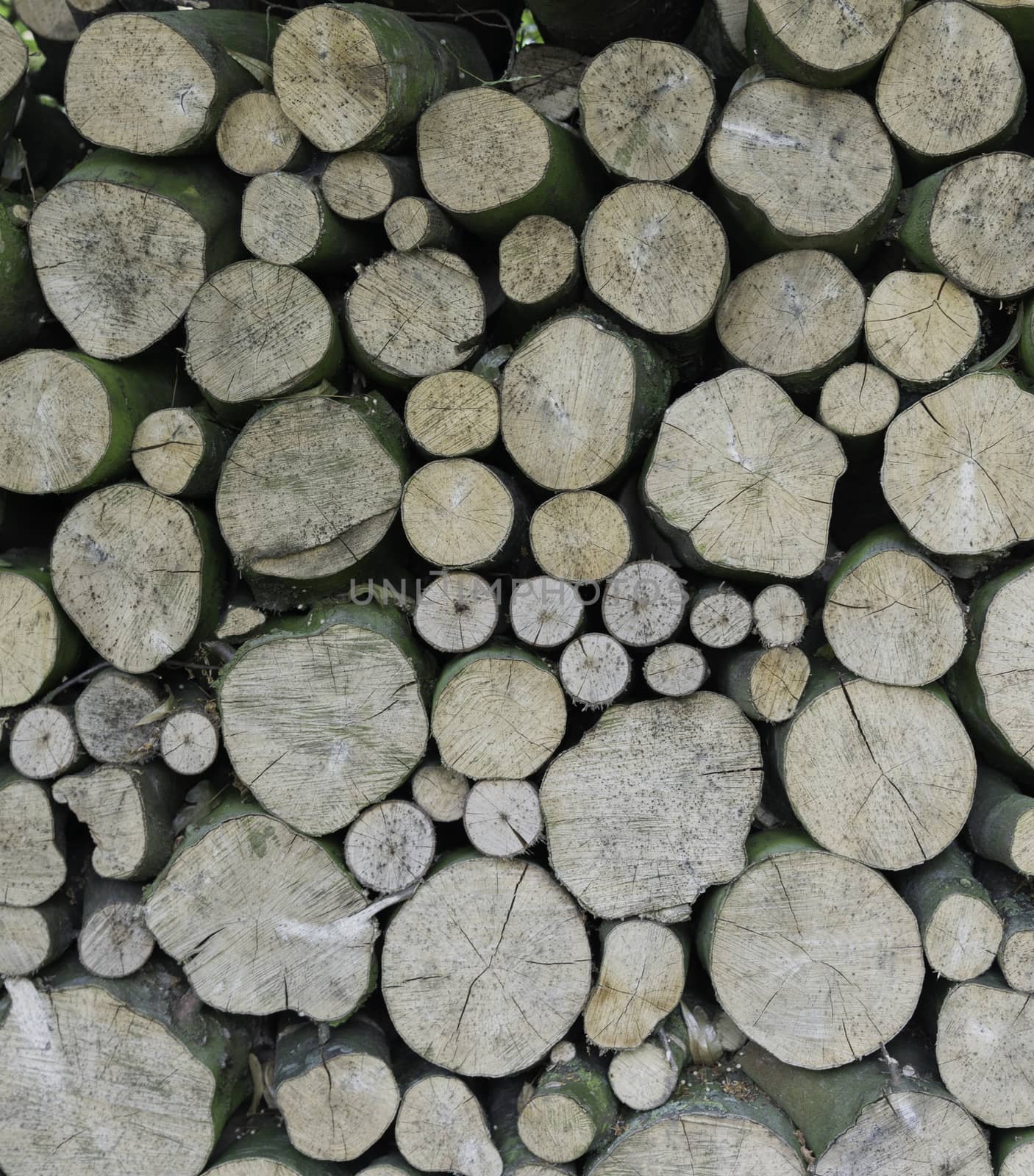 background stack of pile wood in the forest