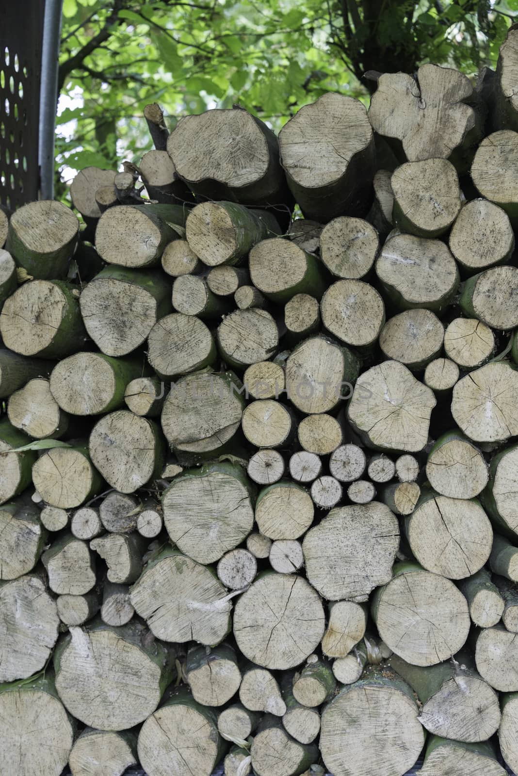 background stack of pile wood in the forest