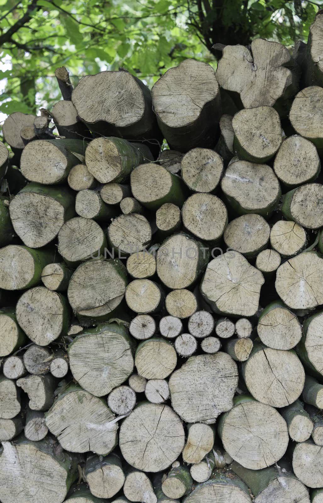 background stack of pile wood in the forest