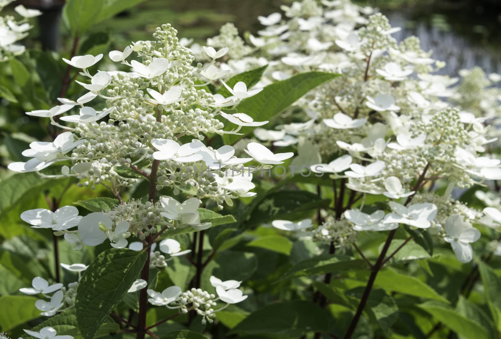 detail of white hydrangea hortensi flower in garden outdoor