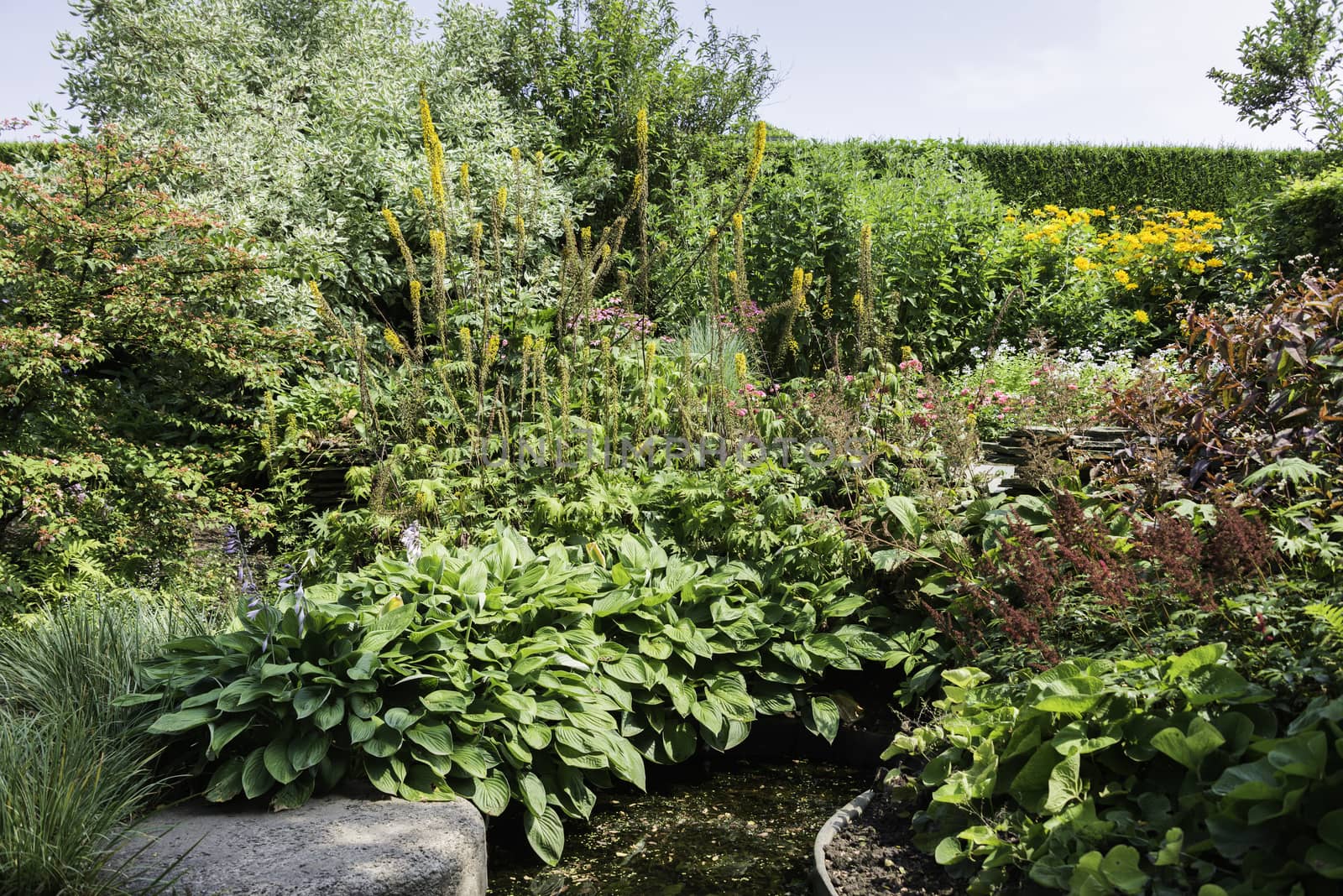 english garden with wild flowers in yellow pink and red
