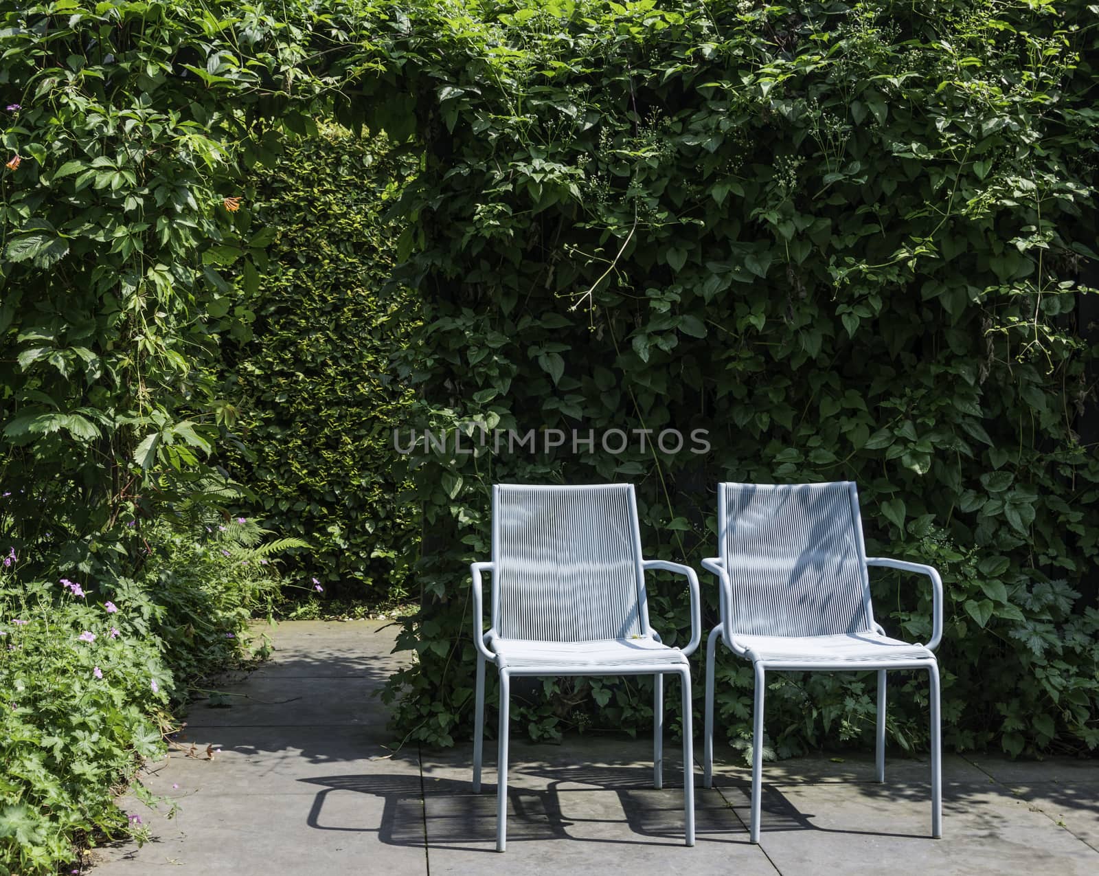 two blue furniture plastic chairs in garden witch background of bow made from hedera creeper