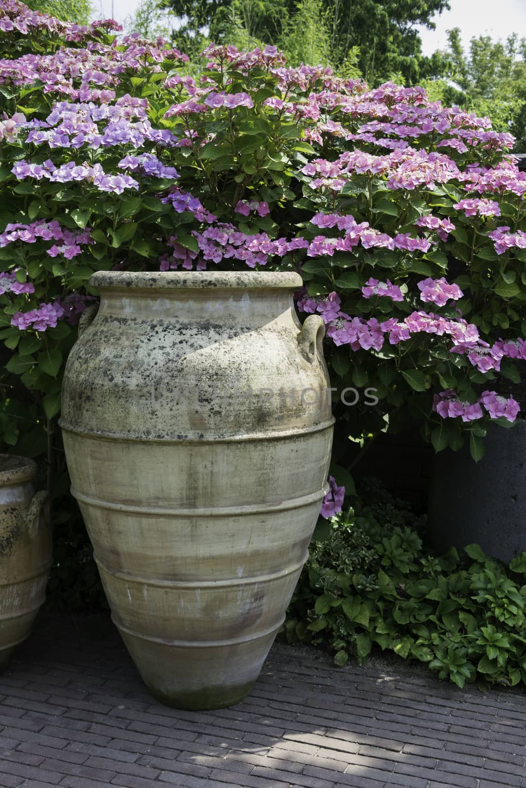 big brown clay vases with pink and rose hydrangea hortensia background