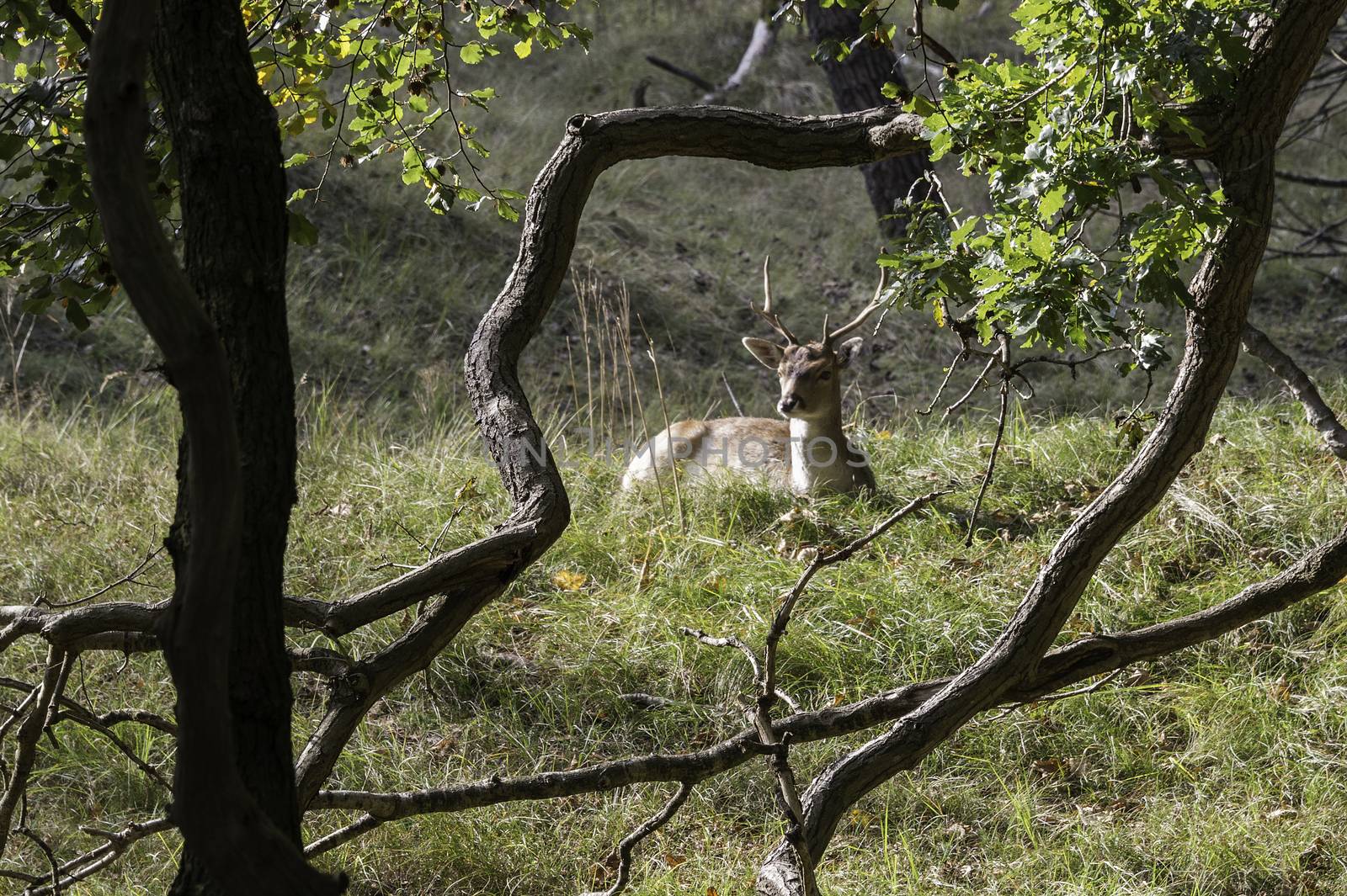 young fallow deer in the wild nature in amsterdam waterleiding duingebied area in Holland