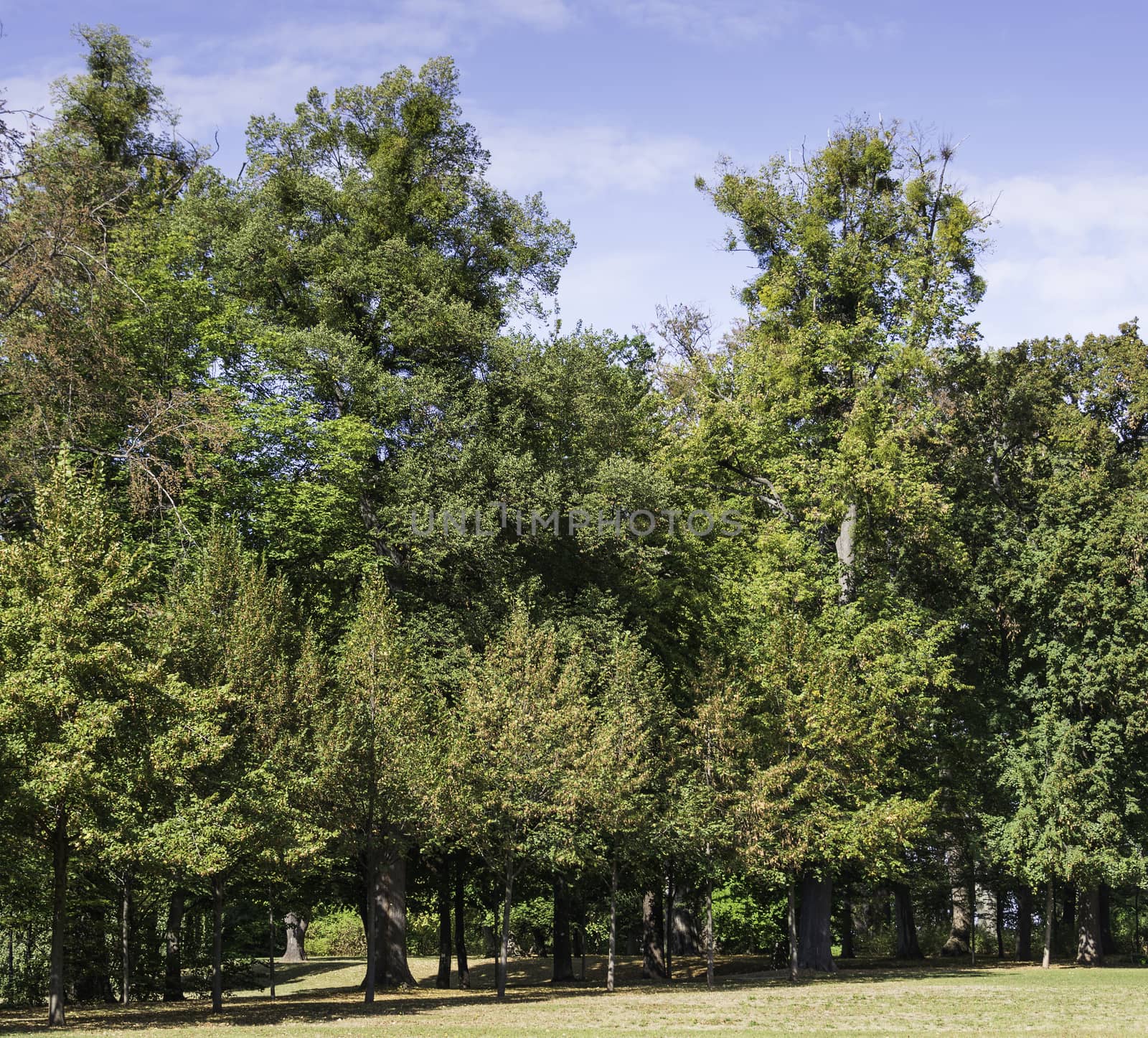 park with start of autumn with trees getting from green to brown and gold 