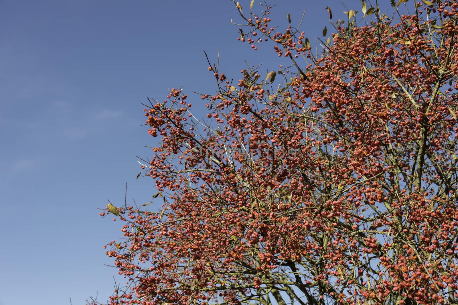 euonymus celastraceae flowering in october in the dutch dunes