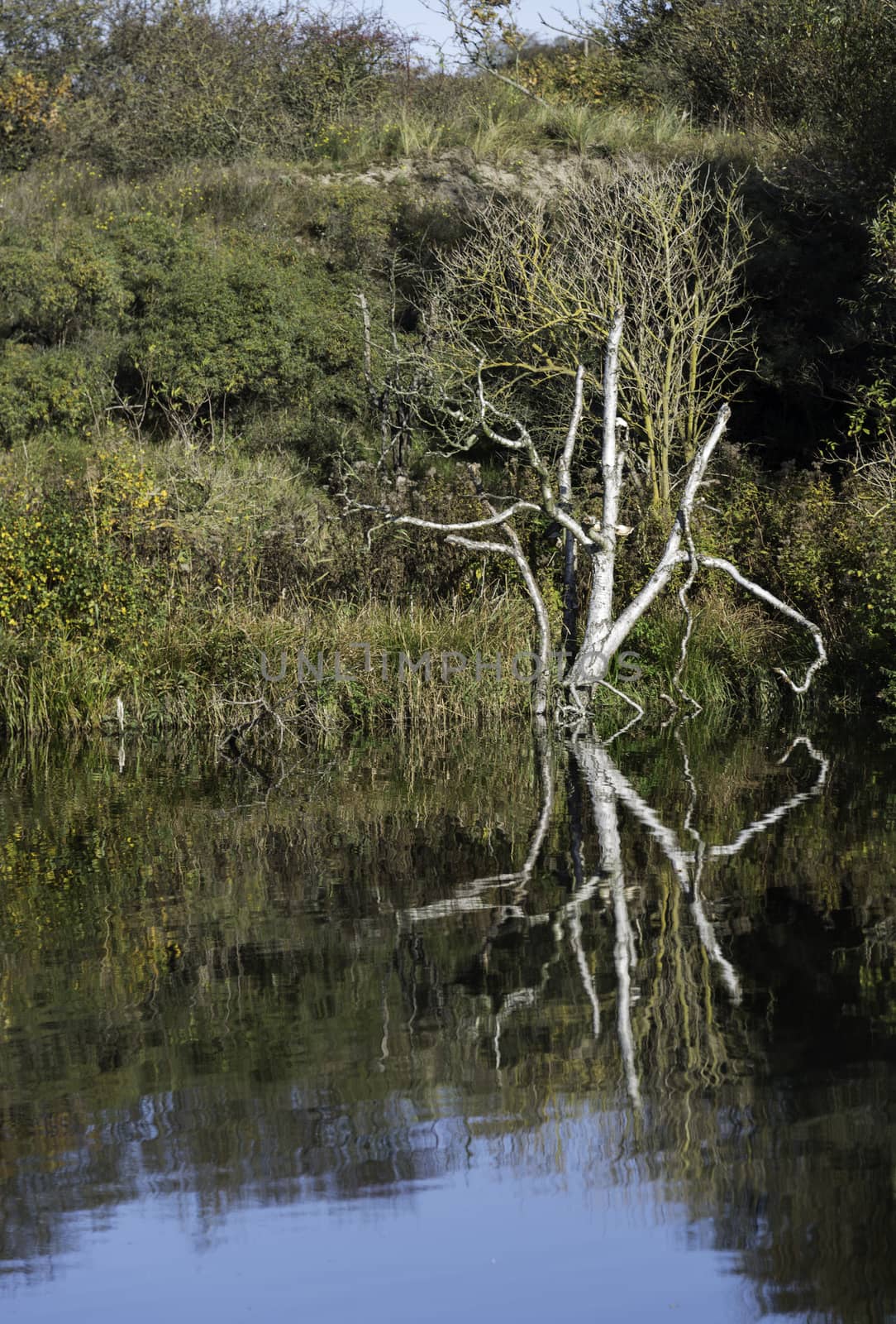 tree in autumn colors with reflection in the blue water 