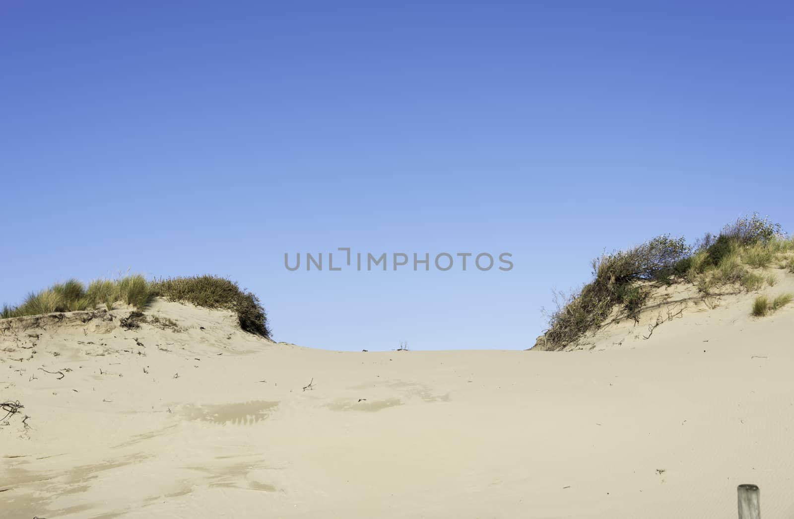 sand dunes at the dutch coast