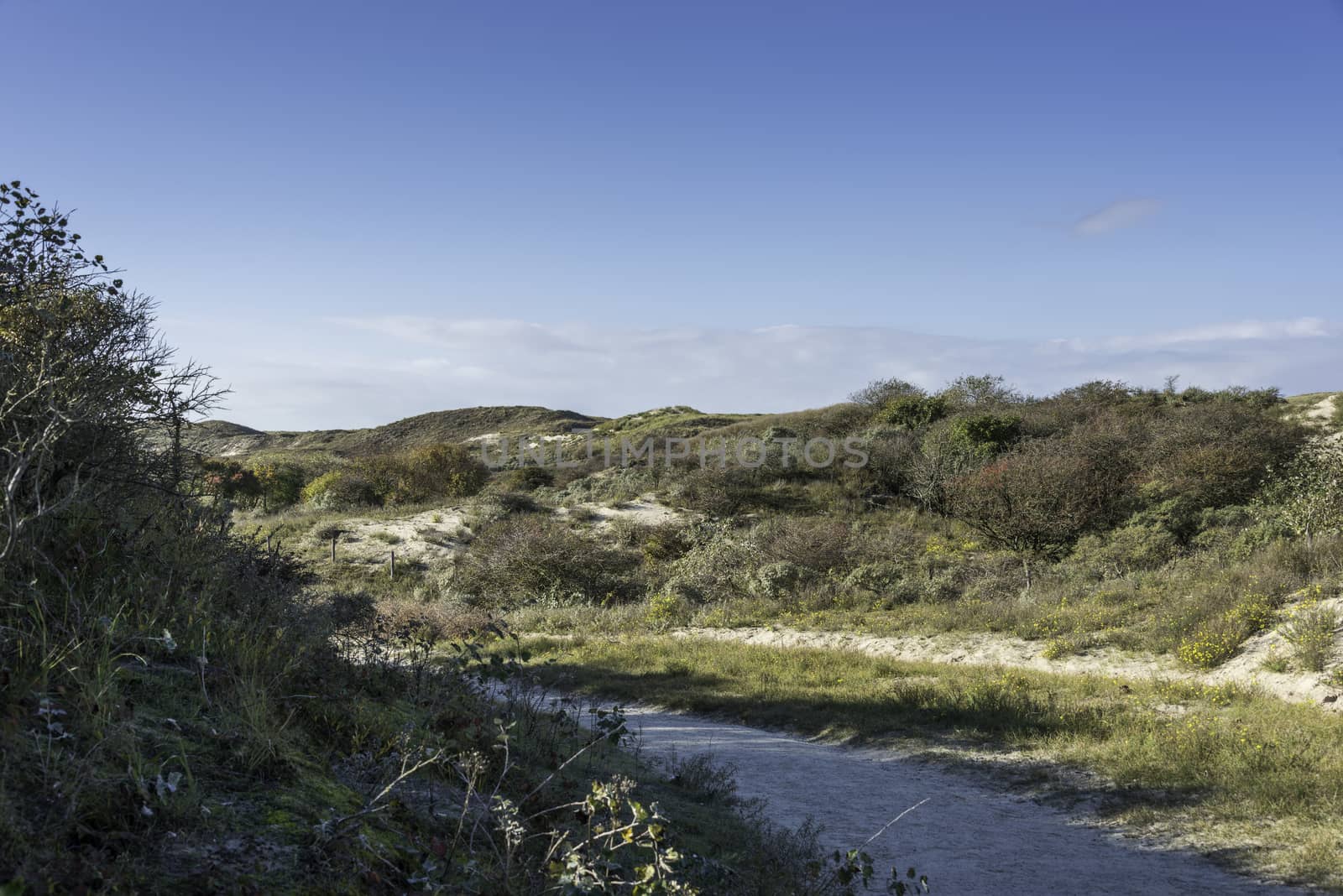 dunes and grasses in nature in the dutch landscape