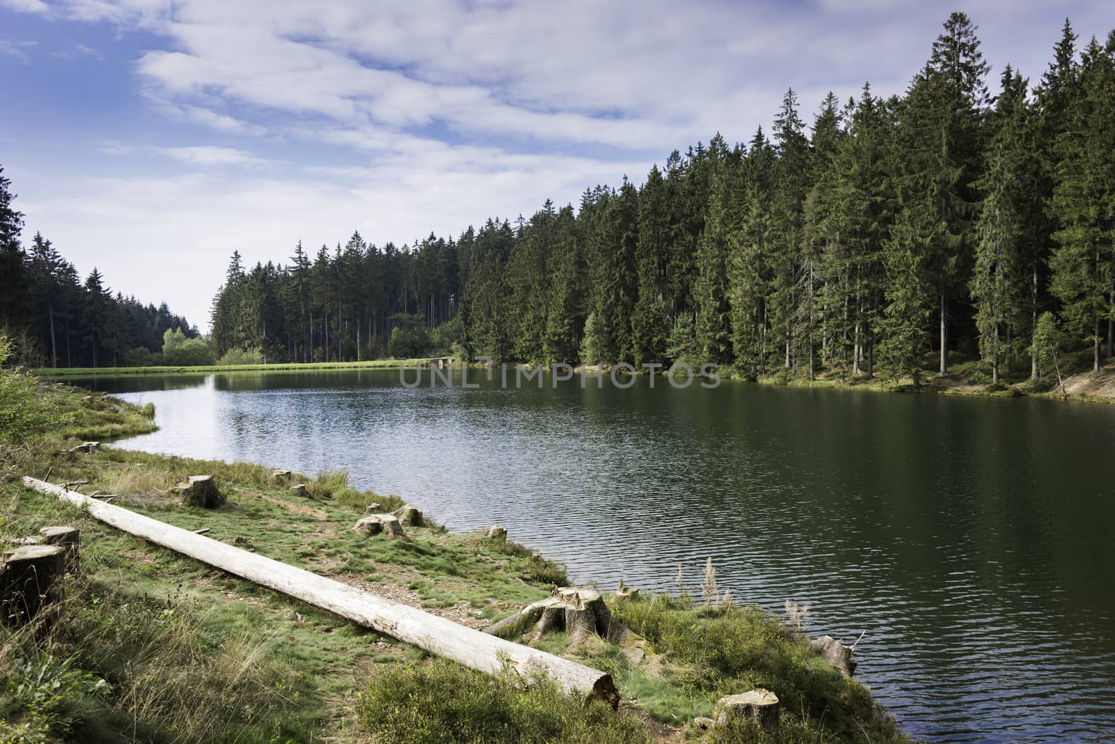 lake and green spine trees in the harz nature area germany